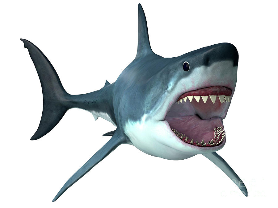 Megalodon Predator Shark Digital Art by Corey Ford