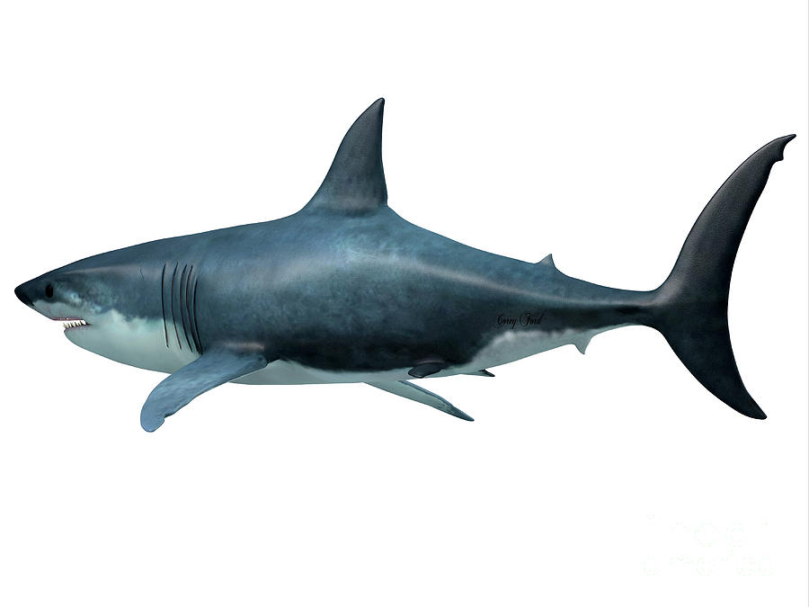 Megalodon Predator Shark Tail Digital Art by Corey Ford