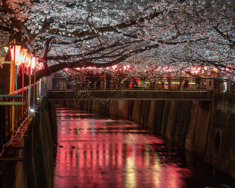 Meguro River at Night in Hanami Season Photograph by Alex Mironyuk - Pixels