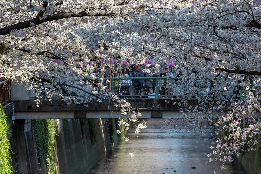 Meguro River in Hanami Season 5 Photograph by Alex Mironyuk - Pixels