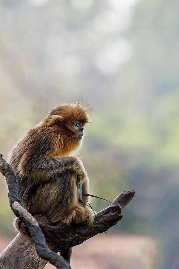 Melancholy Little Golden Snub-nosed Monkey Photograph by Royhoo