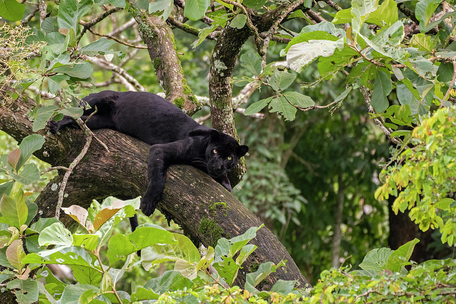 Melanistic Leopard / Black Panther Resting In Tree. Photograph by Felis Images / Naturepl.com Melanistic Leopard / Black Panther Resting In Tree. Photograph by Felis Images / Naturepl.com