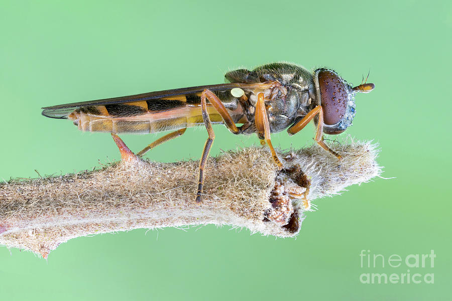 Nature Photograph - Melanostoma Hover Fly by Ozgur Kerem Bulur/science Photo Library