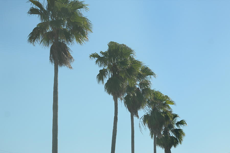 Melbourne Beach Palm Trees Photograph by M E