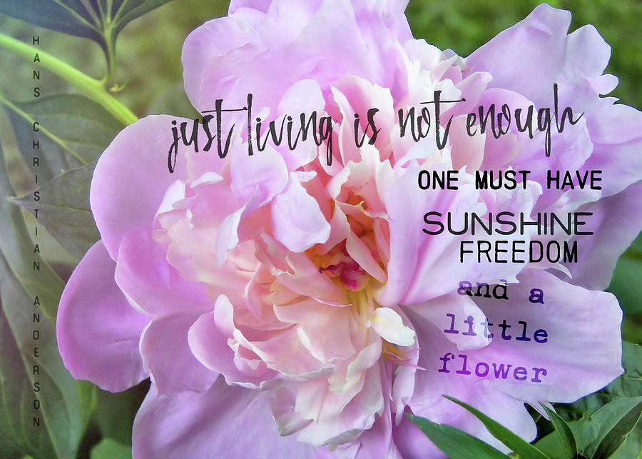 MELISSAS FLOWER quote Photograph by JAMART Photography