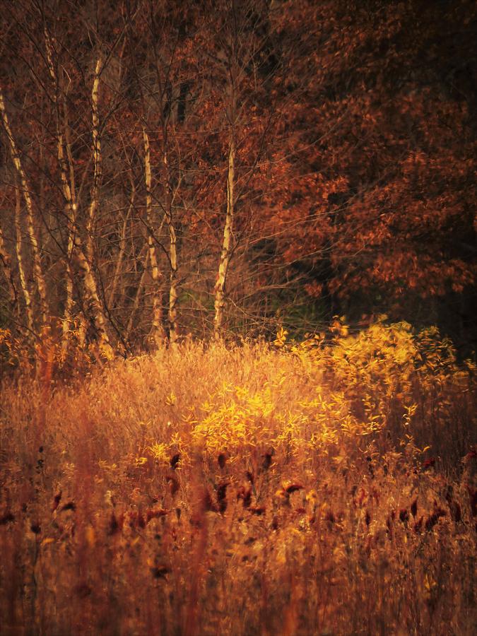 Mellow Days of Autumn  Photograph by Lori Frisch