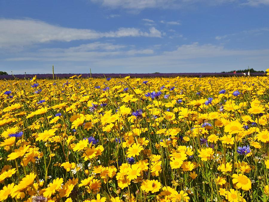 Mellow Yellow Wildflowers Photograph by Andrea Whitaker