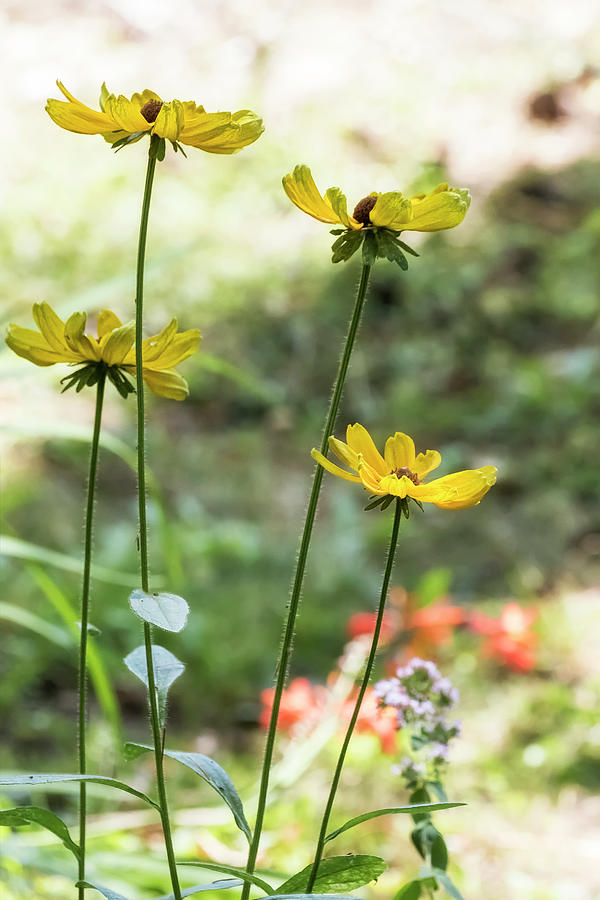 Swainham mellow yellow пеларгония фото