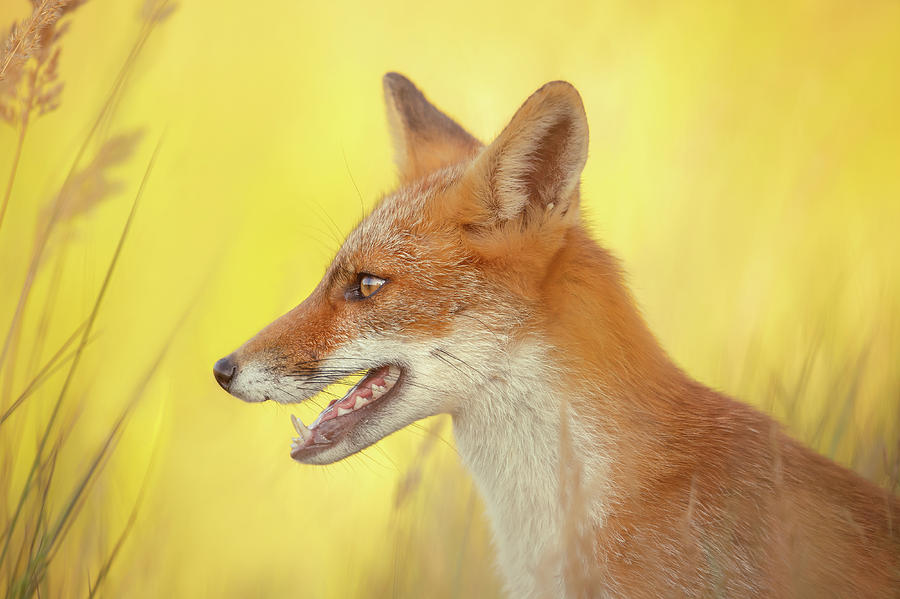 Fox Photograph - Mellow Yellow - Red Fox Portrait by Roeselien Raimond