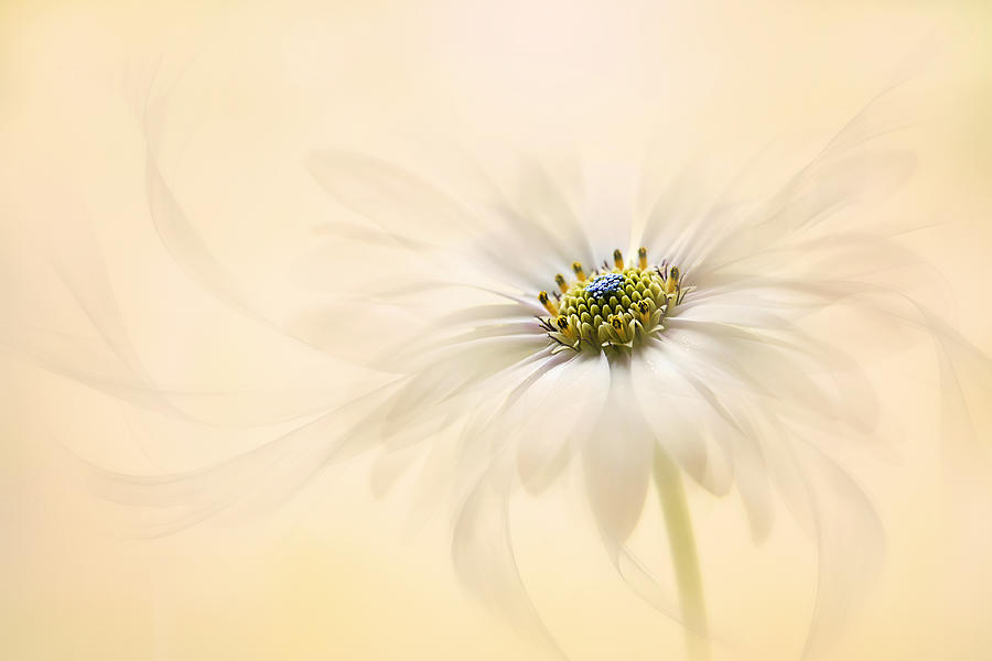 Flower Photograph - Melody by Jacky Parker