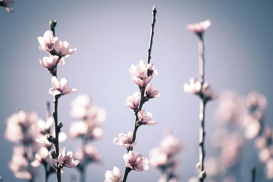 melody of Spring Photograph by Hyuntae Kim