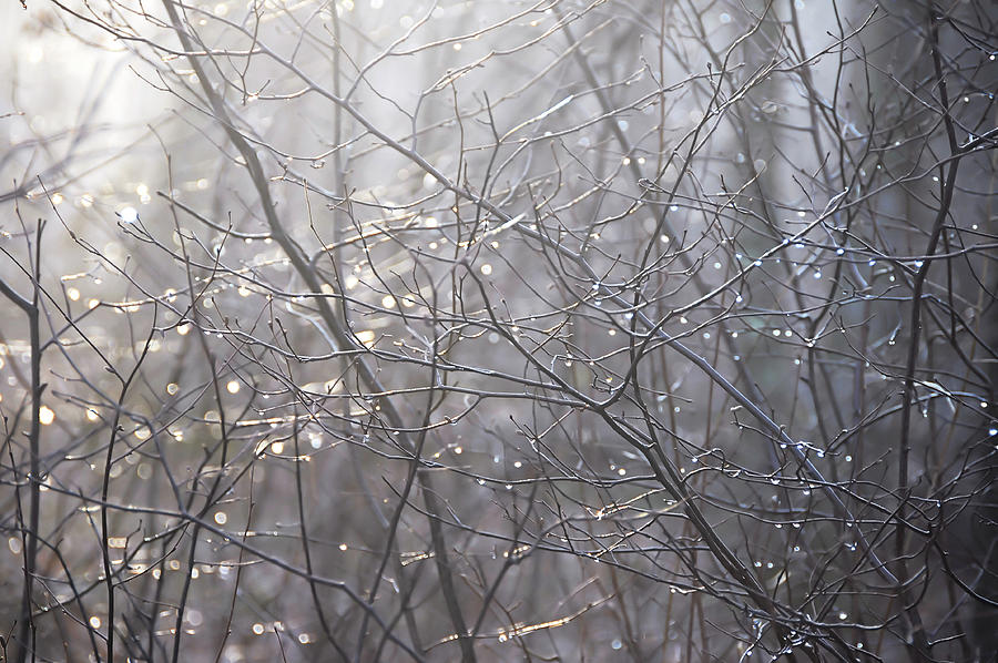 Melting Frost Photograph by JAMART Photography
