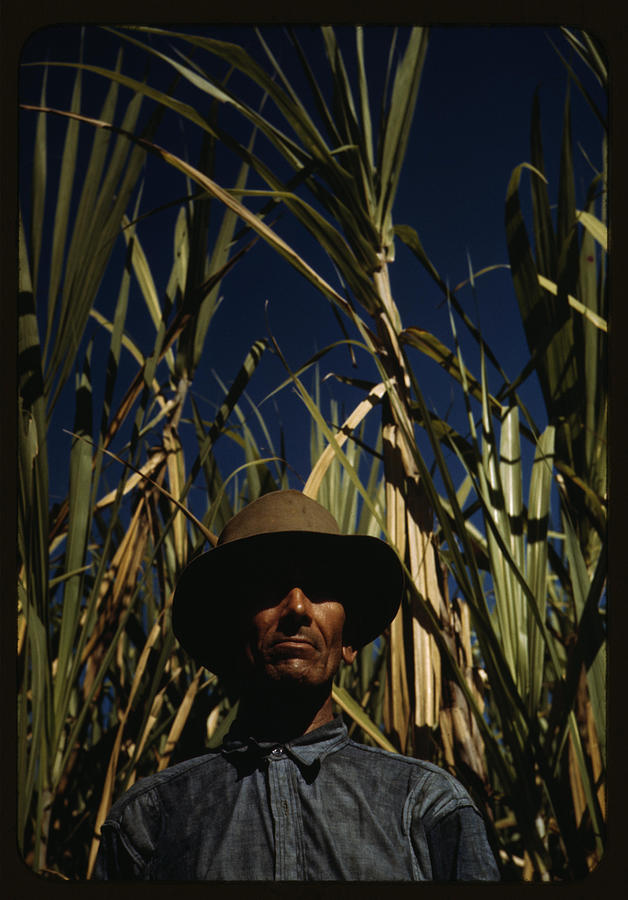 Member of a sugar cooperative Painting by Delano, Jack