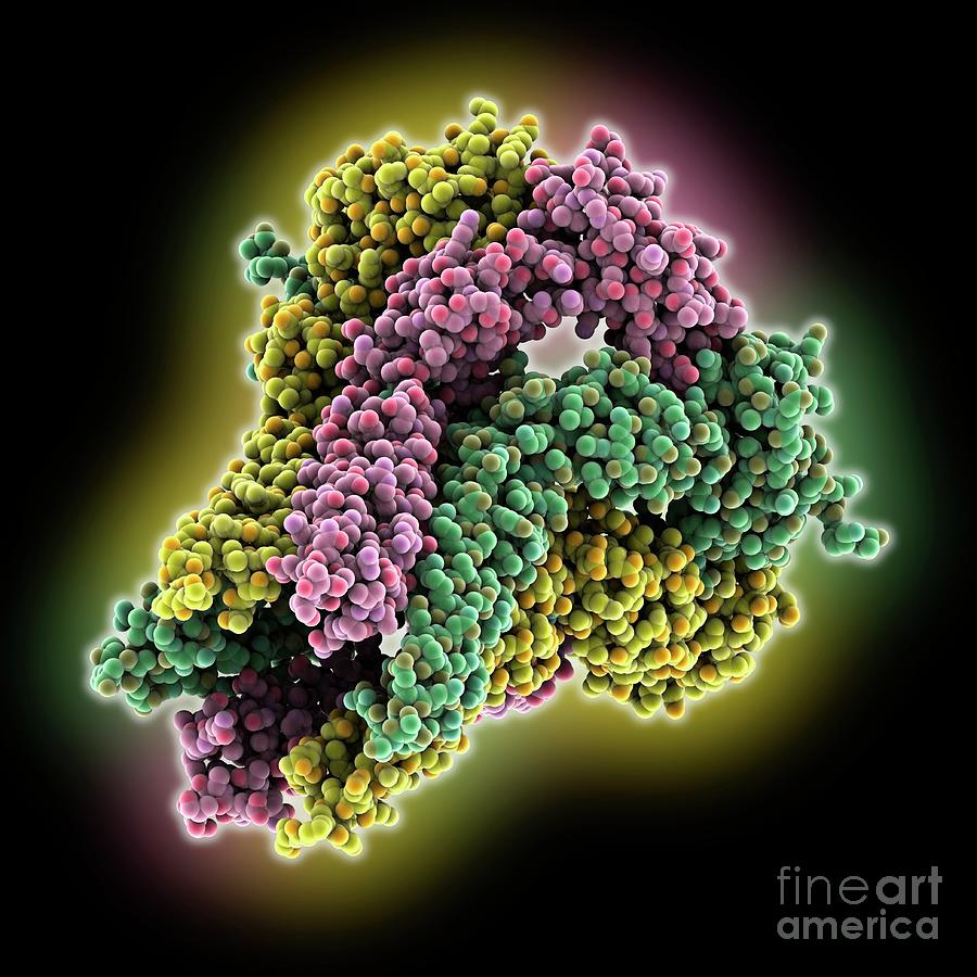 Membrane Fusion Protein Spr0693 Photograph by Laguna Design/science Photo Library