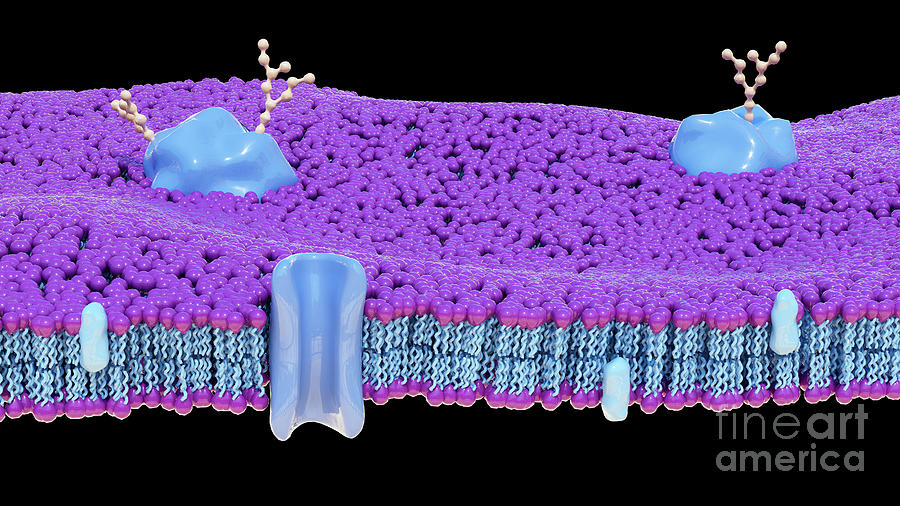 Membrane Proteins With Glycans Photograph by Thom Leach / Science Photo ...