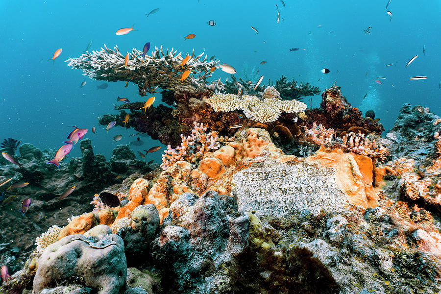 Memorial Stone At Steve's Boomie At The Great Barrier Reef Photograph ...