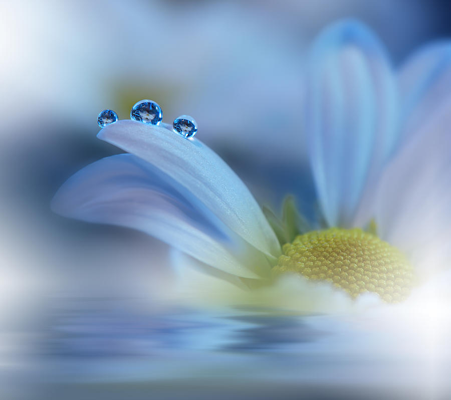 Memories Of Sea...ii Photograph by Juliana Nan - Pixels