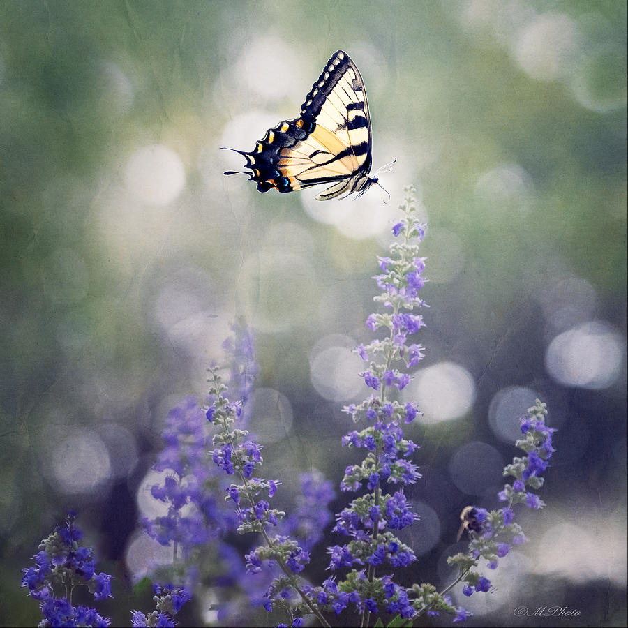 Butterfly Photograph - Memory by Mphoto