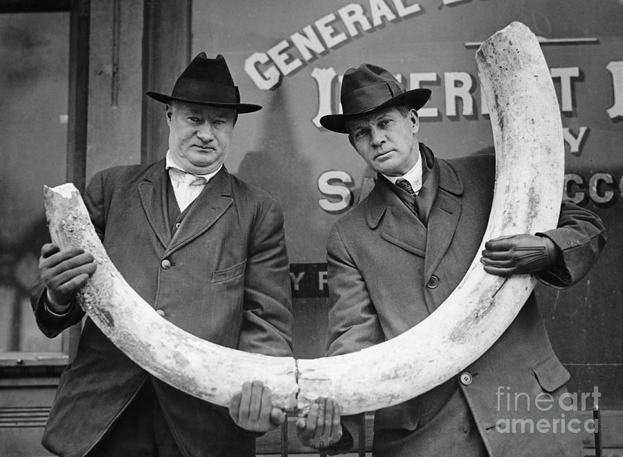 Men Displaying Mastodon Tusk Photograph by Bettmann