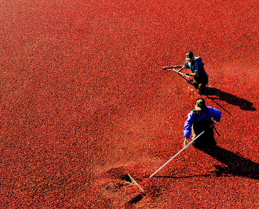 Men Harvesting Cranberry In Bog Photograph by Preston Schlebusch Men Harvesting Cranberry In Bog Photograph by Preston Schlebusch