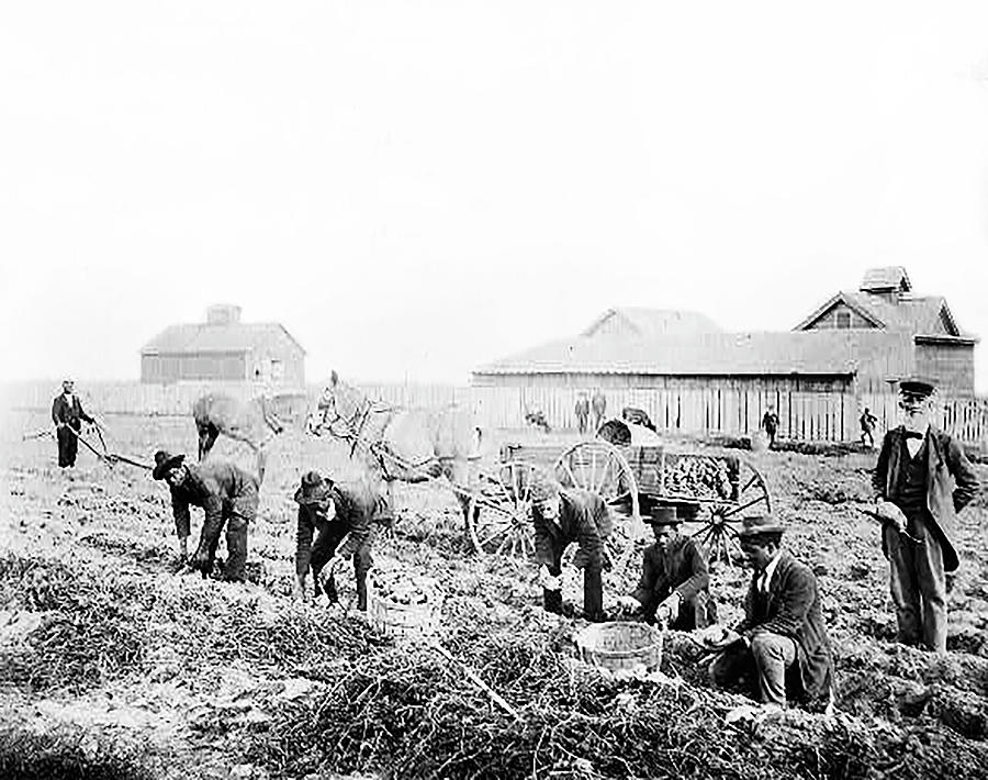 Men Harvesting Sweet Potatoes Photograph by Claflin University