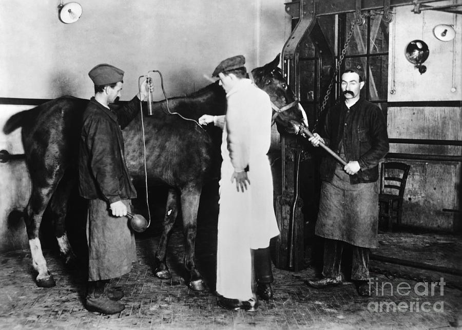 Men Inoculating Horse Photograph by Bettmann