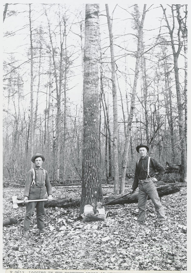 Men Logging In Woods Photograph by Bettmann