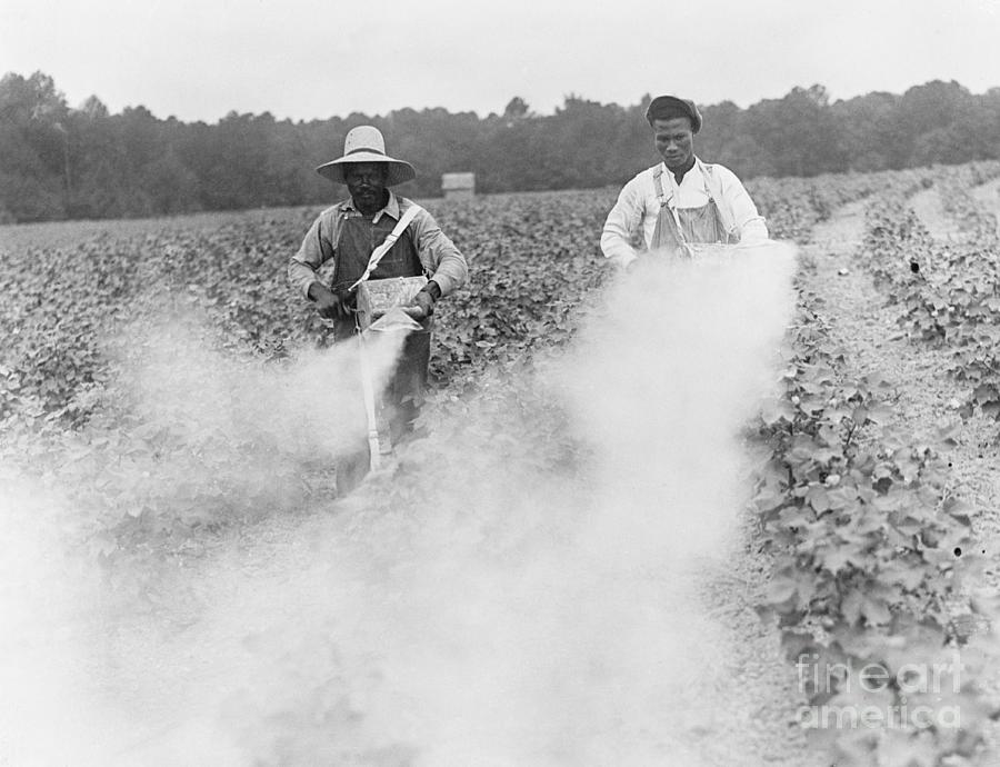 Men Using Field Pesticides Photograph by Bettmann