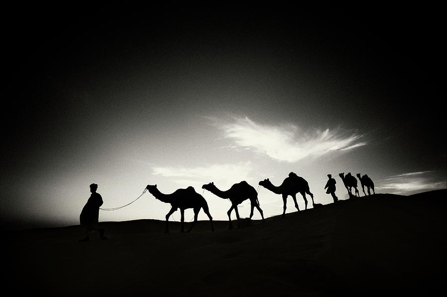 Men Walking Camels Through The Desert Photograph by Scott Stulberg