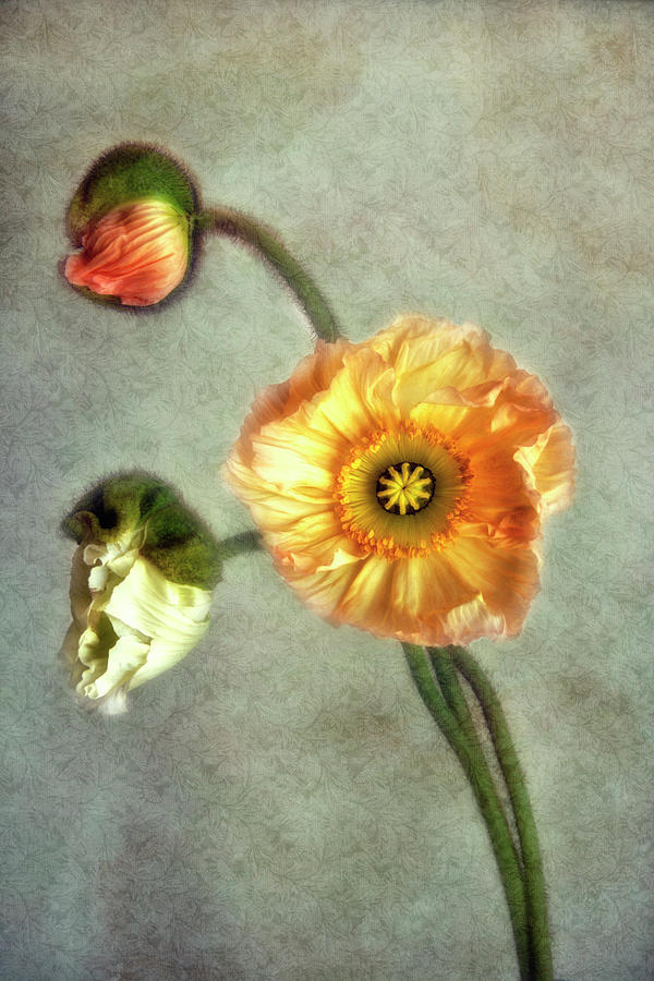 Poppy Photograph - Menage-a-trois by Claudia Moeckel