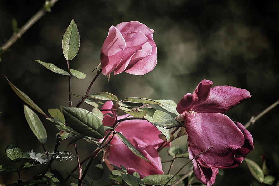 Menage a Trois En Rose Photograph by Denise Winship