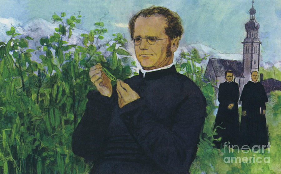 Mendel studying in the monastery Painting by English School
