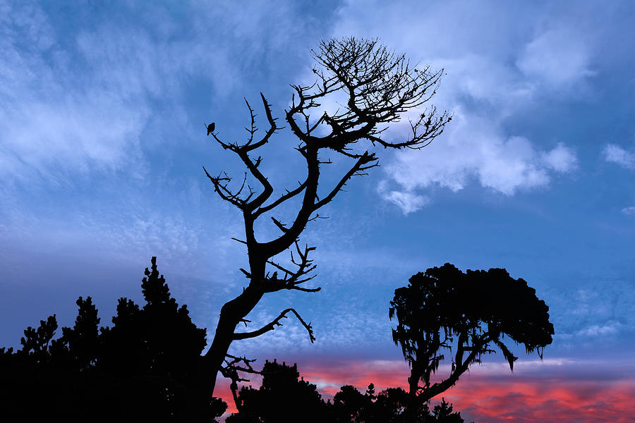 Mendocino Sunrise Silhouettes  Photograph by Kathleen Bishop
