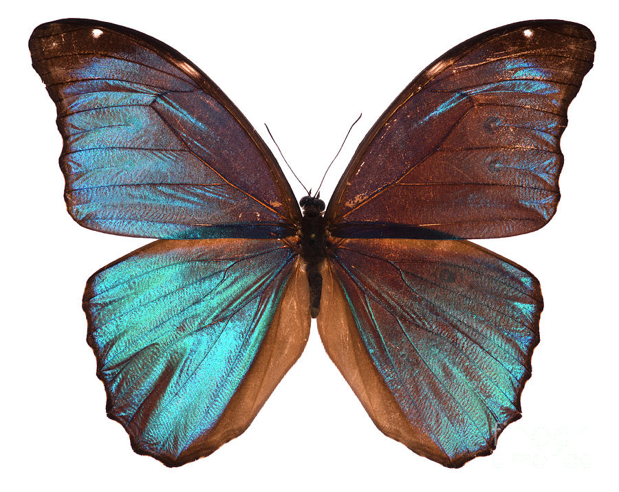 Menelaus Blue Morpho Butterfly Photograph by Marco Ansaloni / Science Photo Library