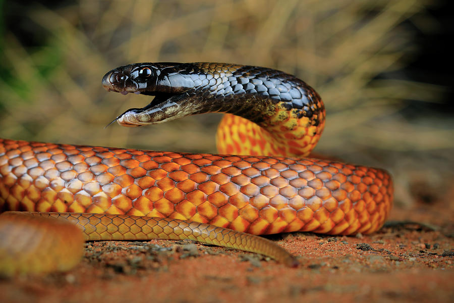 Wildlife Photograph - Mengdens Brown Snake Male In Threat Posture, Alice by Robert Valentic / Naturepl.com