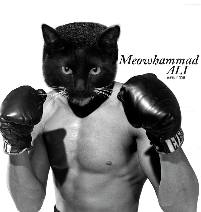 Cat Mixed Media - Meowhammad Ali by Kimberly Glover