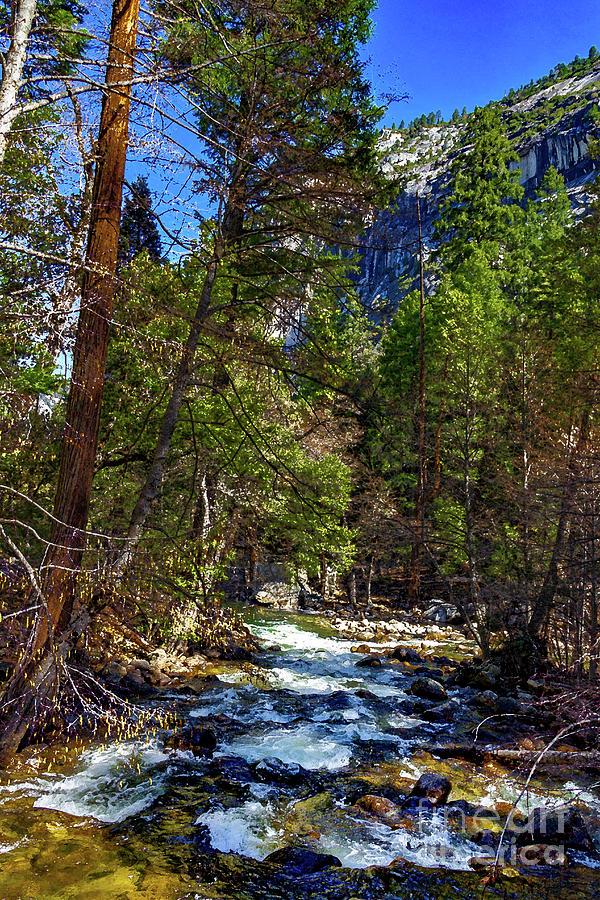 Merced River Surrounded by Trees Photograph by Roslyn Wilkins