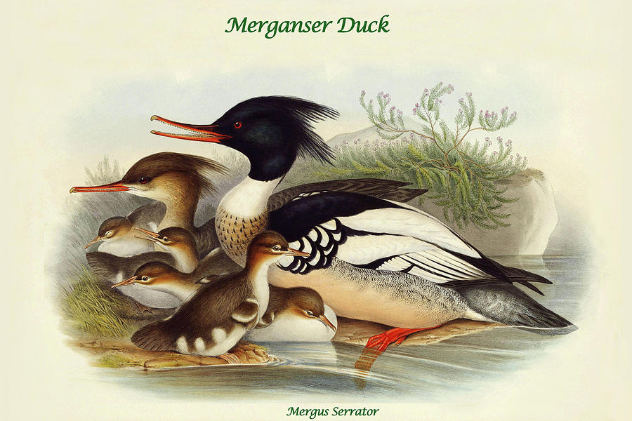 Mergus Serrator - Merganser Duck Painting by John Gould