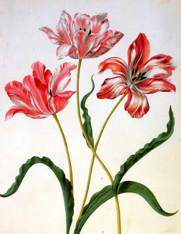 Merian Maria Sibylla Three tulips Sun Painting by MotionAge Designs ...