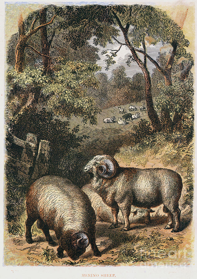 Merino Sheep, C1860 Drawing by Print Collector