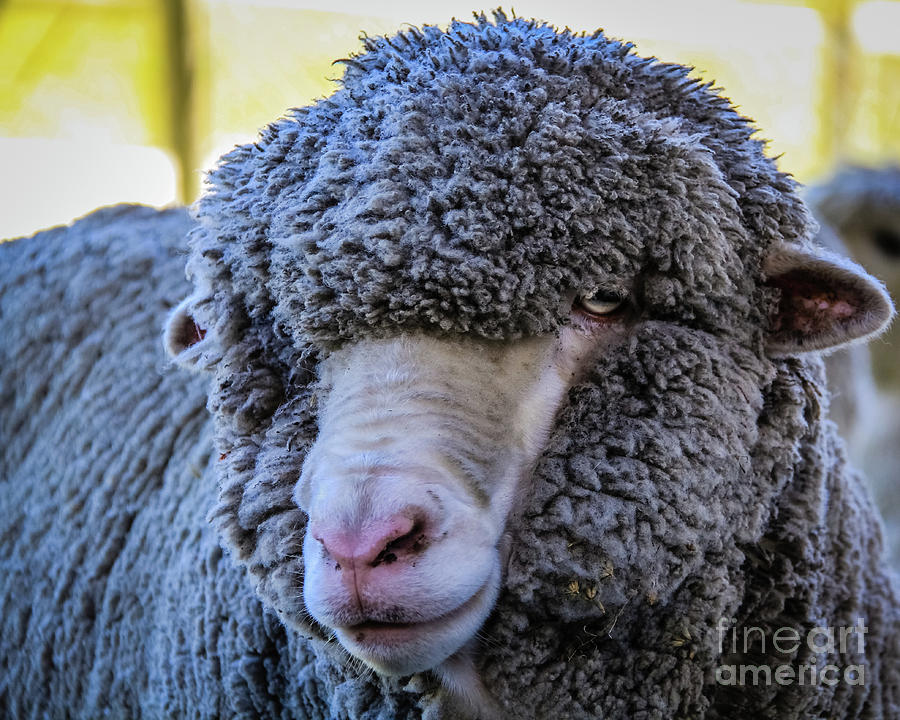 Merino sheep portrait Photograph by Lyl Dil Creations