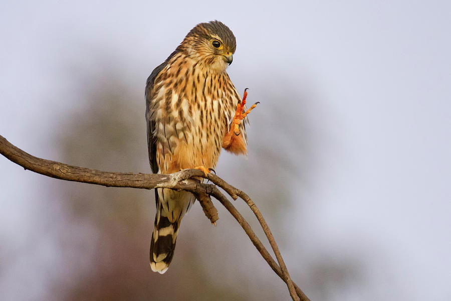 Falcon Photograph - Merlin Bird by Mallardg500