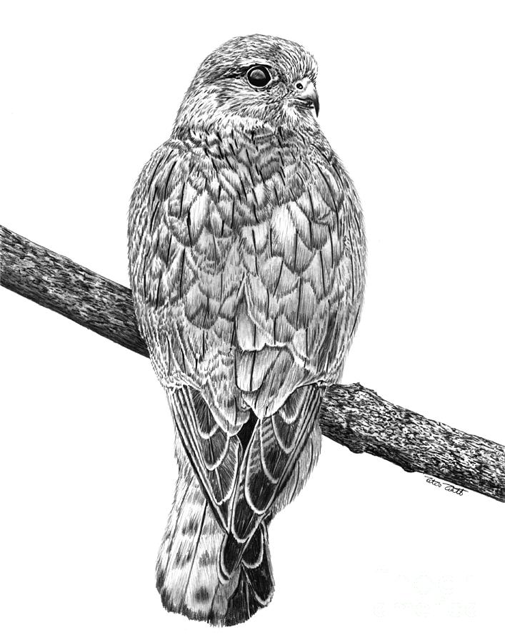 Falcon Drawing - Merlin Falcon  by Peter Piatt
