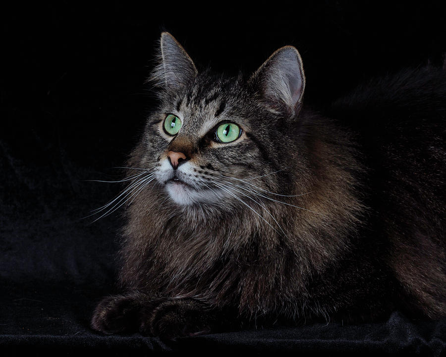 Merlin the Maine Coon 2 Photograph by Karen Geswein