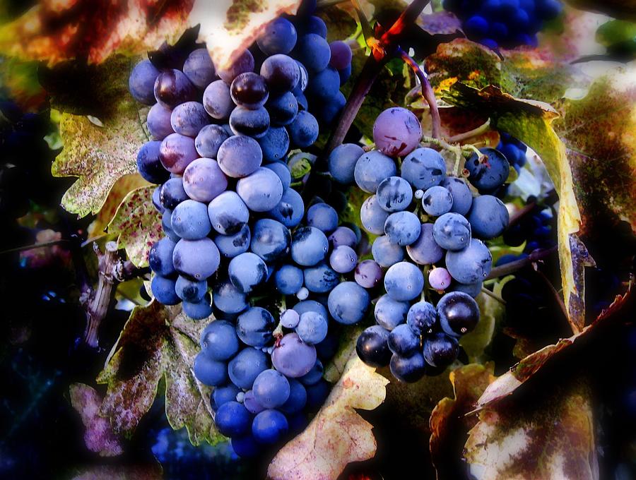 Merlot Grapes Photograph by Www.jodymillerphoto.com