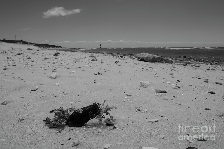 Mermaids Purse On The Beach Photograph by Sue Illgner | Fine Art America