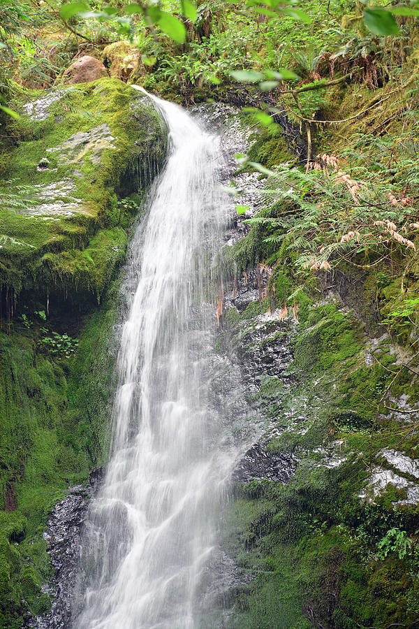 Merriman Falls Olympic National Park A Photograph by Bruce Gourley