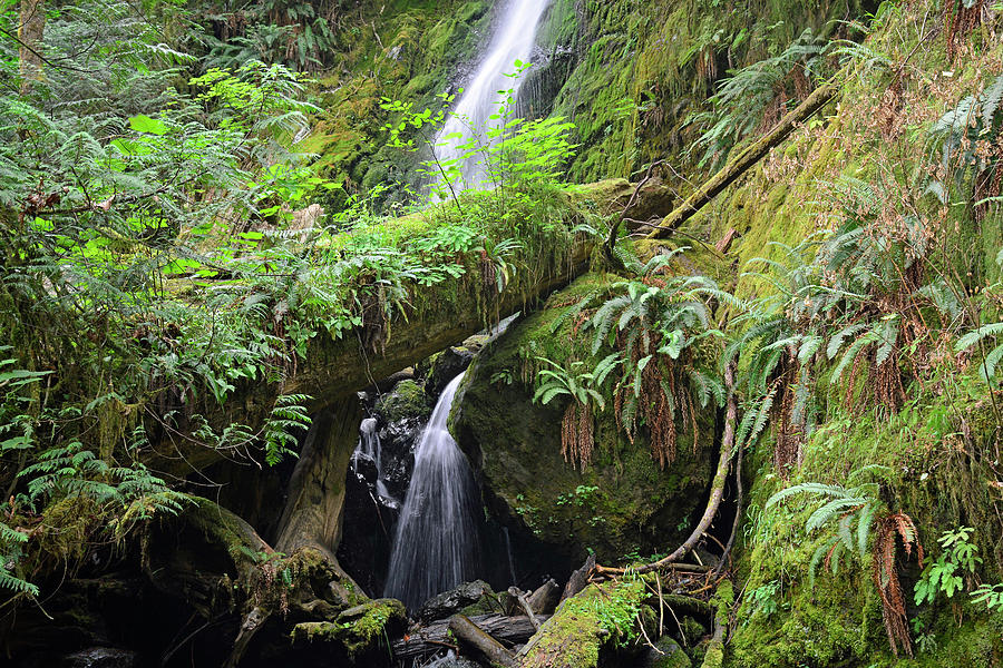 Merriman Falls Olympic National Park D Photograph by Bruce Gourley