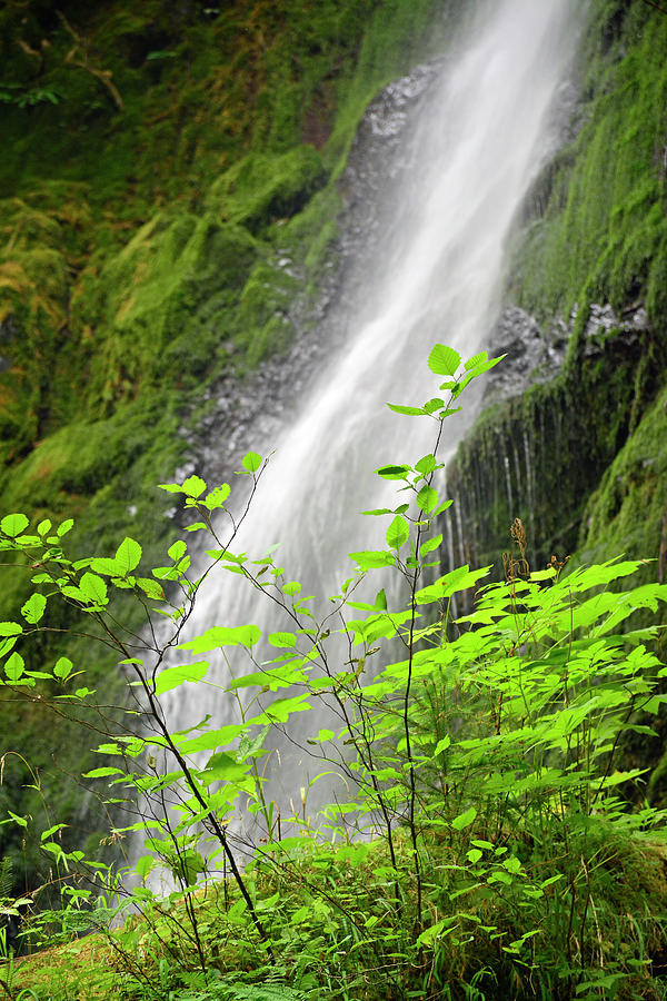 Merriman Falls Olympic National Park E Photograph by Bruce Gourley