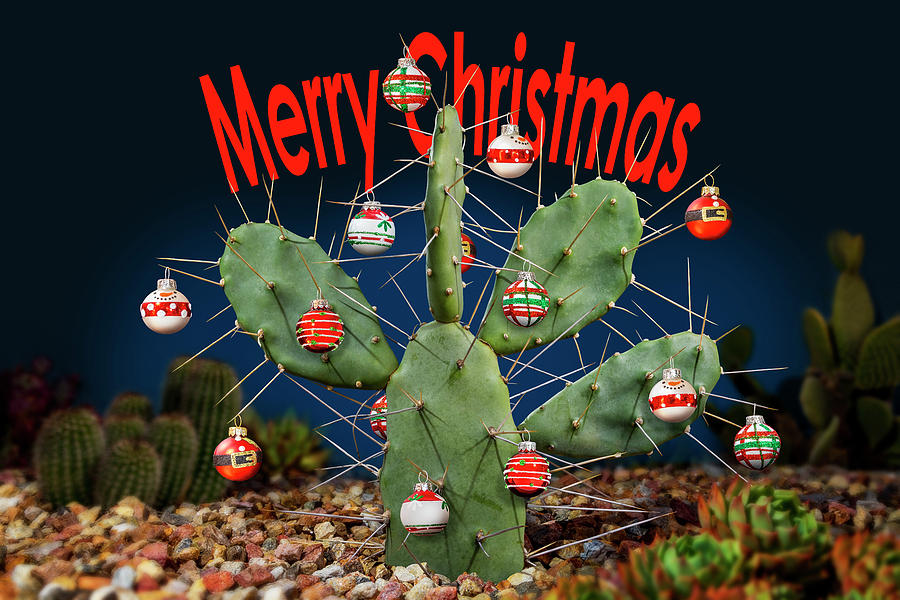 Christmas Photograph - Merry Christmas Cactus by Kelley King